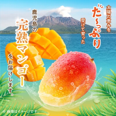 なくなり次第終了!【先行受付】マンゴー 1玉　K251-001