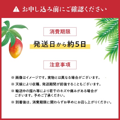 なくなり次第終了!【先行受付】マンゴー 1玉　K251-001