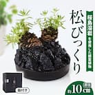火山の贈り物 ミニ観葉植物『松びっくり』 溶岩土台松ぼっくり苔植物　K089-001