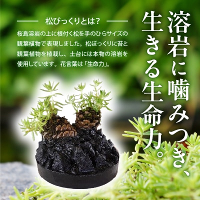 火山の贈り物 ミニ観葉植物『松びっくり』 溶岩土台松ぼっくり苔植物　K089-001