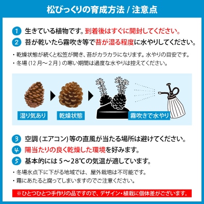 火山の贈り物 ミニ観葉植物『松びっくり』 溶岩土台松ぼっくり苔植物　K089-001