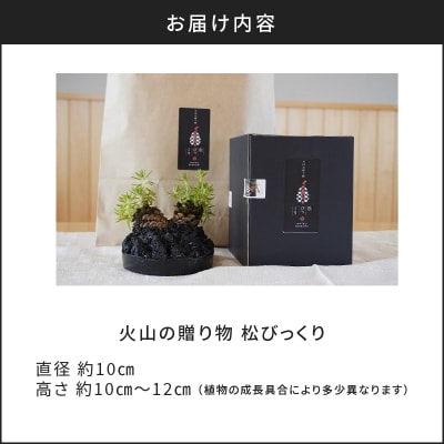 火山の贈り物 ミニ観葉植物『松びっくり』 溶岩土台松ぼっくり苔植物　K089-001