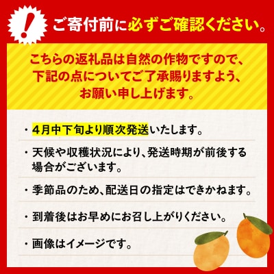 旬の朝採り! 鹿児島 桜島産びわ 1箱(秀品)　K343-001