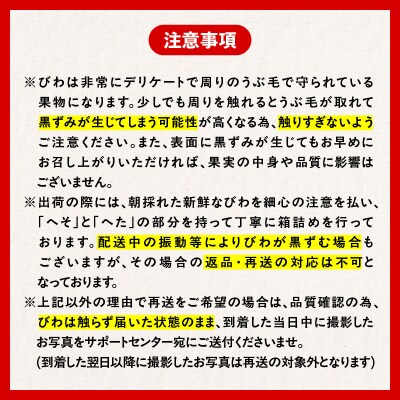 旬の朝採り! 鹿児島 桜島産びわ 1箱(秀品)　K343-001