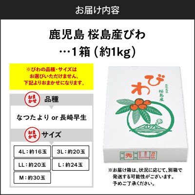 旬の朝採り! 鹿児島 桜島産びわ 1箱(秀品)　K343-001