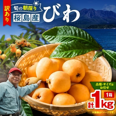 旬の朝採り! 鹿児島 桜島産びわ 1箱(訳あり品)　K343-002