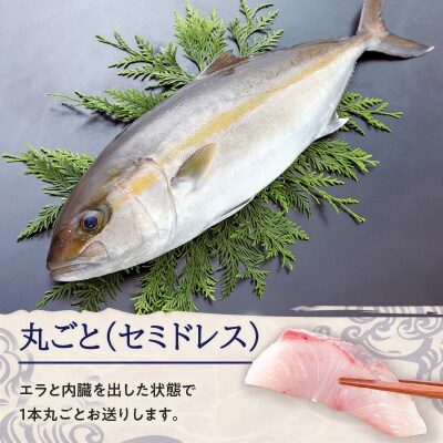 鹿児島県産カンパチ 約3.5kg 一本丸ごと(セミドレス)活〆　K294-003_01