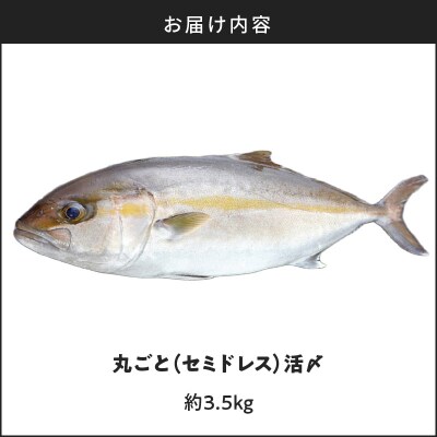 鹿児島県産カンパチ 約3.5kg 一本丸ごと(セミドレス)活〆　K294-003_01