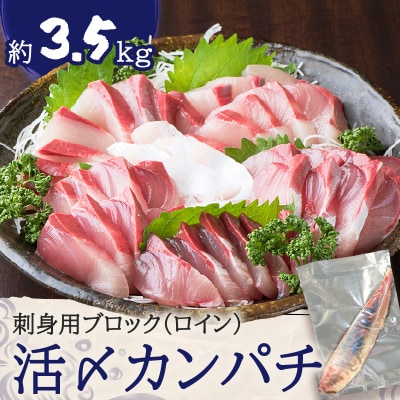 鹿児島県産カンパチ 約3.5kg 刺身用ブロック(ロイン) 活〆※真空包装　K294-003_03