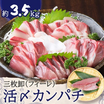 鹿児島県産カンパチ 約3.5kg 三枚卸(フィーレ) 活〆※真空包装　K294-003_02