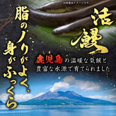 職人が丁寧に仕上げる本格炭火焼 鹿児島県産うなぎの蒲焼き 2尾　K282-001_01