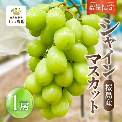 【2026年先行受付】【桜島産】シャインマスカット 1房　K260-001_01