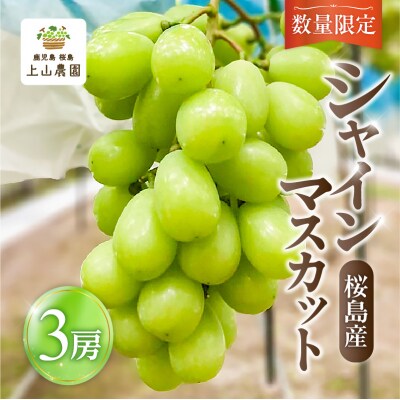 【2026年先行受付】【桜島産】シャインマスカット 3房　K260-001_03