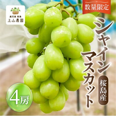 【2026年先行受付】【桜島産】シャインマスカット 4房　K260-001_04