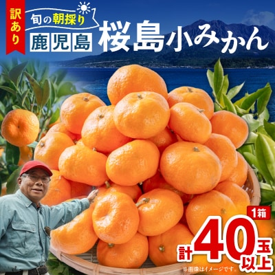 【訳あり品】旬の朝採り!鹿児島桜島小みかん 1箱　K343-003