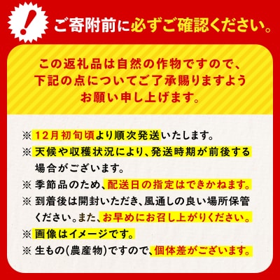 【訳あり品】旬の朝採り!鹿児島桜島小みかん 1箱　K343-003