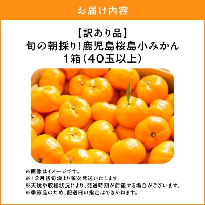 【訳あり品】旬の朝採り!鹿児島桜島小みかん 1箱　K343-003