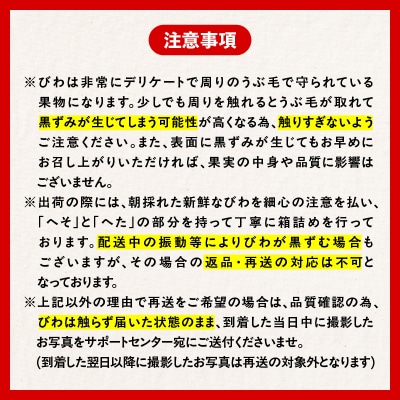 旬の朝採り! 鹿児島 桜島産びわ 2箱(秀品)　K343-001_02