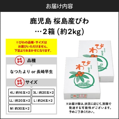 旬の朝採り! 鹿児島 桜島産びわ 2箱(秀品)　K343-001_02
