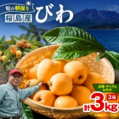 旬の朝採り! 鹿児島 桜島産びわ 3箱(秀品)　K343-001_03