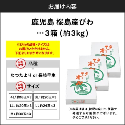 旬の朝採り! 鹿児島 桜島産びわ 3箱(秀品)　K343-001_03