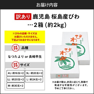 旬の朝採り! 鹿児島 桜島産びわ 2箱(訳あり品)　K343-002_02
