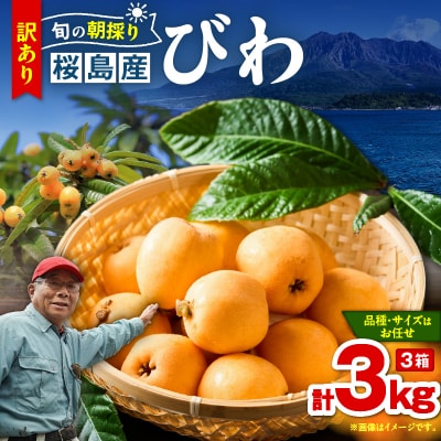 旬の朝採り! 鹿児島 桜島産びわ 3箱(訳あり品)　K343-002_03