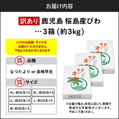 旬の朝採り! 鹿児島 桜島産びわ 3箱(訳あり品)　K343-002_03