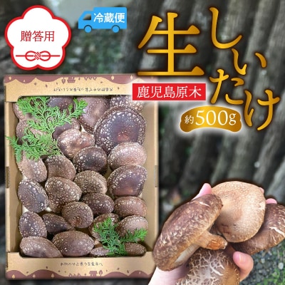 鹿児島原木生しいたけ 約500g　K205-001