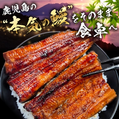 養殖日本一鹿児島県産うなぎ蒲焼職人仕上げ2尾セット　K399-001