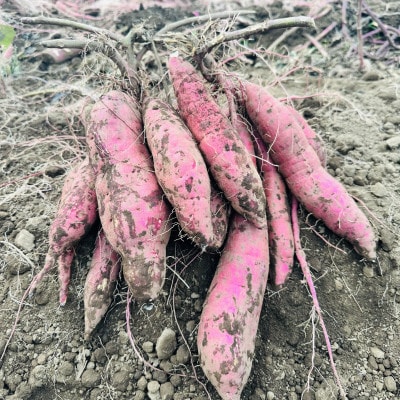 【先行予約】2026年2月以降順次出荷 新物 茨城県産 紅はるか 干し芋 400g