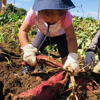 【先行予約】2026年2月以降順次出荷 新物 茨城県産 紅はるか 干し芋 400g