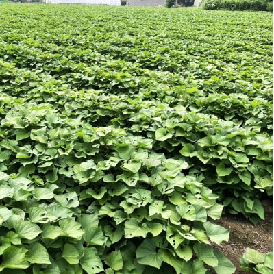 【先行予約】2026年2月以降順次出荷 新物 茨城県産 紅はるか 干し芋 200g