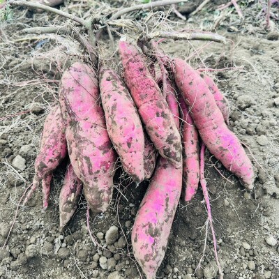 【先行予約】2026年2月以降順次出荷 新物 茨城県産 紅はるか 干し芋 300g