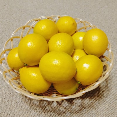 茨城県産　美味しいサイパンレモン　ハウス栽培　12個入り　約1.5kg
