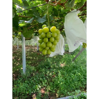 シャインマスカット1房約650g+粒パック約100g付き