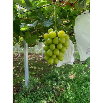 シャインマスカット約1.5キロ2～3房