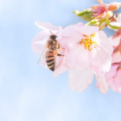 国産はちみつ「山桜」「ゆず」ギフトセット　各150g