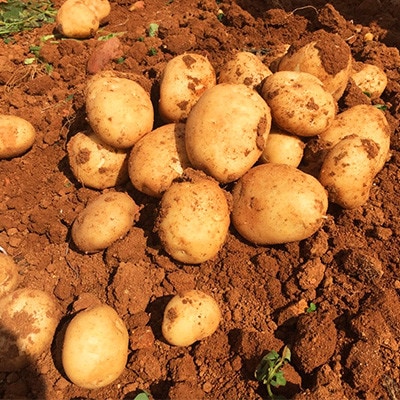 【先行予約! 2026年5月上旬～発送】徳之島 コロッケ 10個入り×2袋 【絆ファーム】