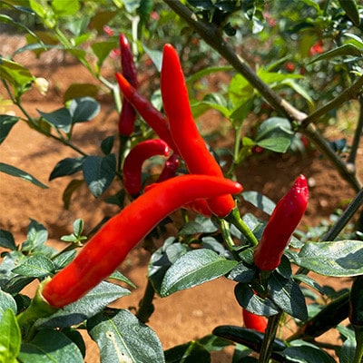 徳之島産 豚メンチカツ 島唐辛子 ヤマ・シークニン 10個入り×2袋 【絆ファーム】