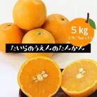 【先行予約! 2026年2月より順次発送】  平農園のたんかん 【化粧箱】約5kg