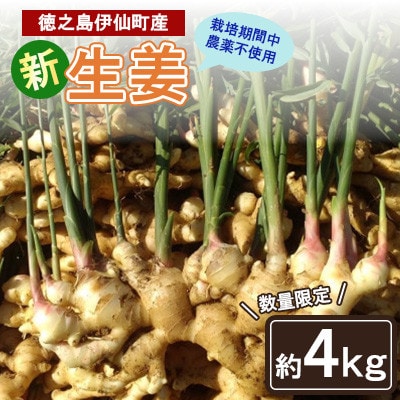 【数量限定 栽培期間中農薬不使用】 徳之島 伊仙町産 新生姜 しょうが 約4kg 【福山宣太】