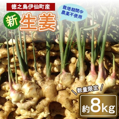 【数量限定 栽培期間中農薬不使用】 徳之島 伊仙町産 新生姜 しょうが 約8kg 【福山宣太】