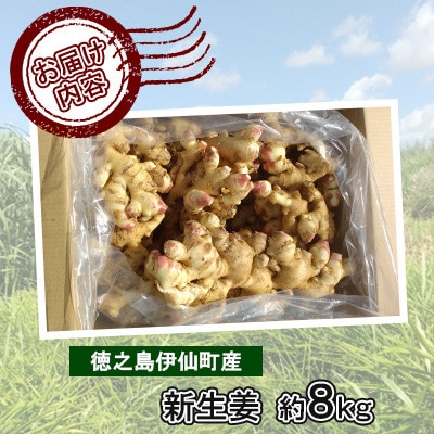 【数量限定 栽培期間中農薬不使用】 徳之島 伊仙町産 新生姜 しょうが 約8kg 【福山宣太】