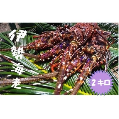 富山さん家の「伊勢海老」約2kg