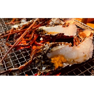 富山さん家の「伊勢海老」約2kg