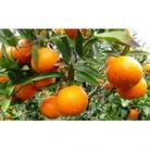 【先行予約!2026年1月下旬より発送】清水果樹園のたんかん約5kg(化粧箱入り)