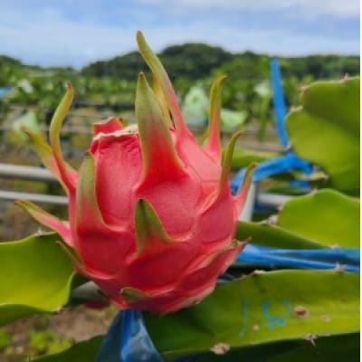 ドラゴンフルーツ(徳之島宝赤)