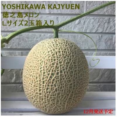 【2024年12月より順次発送】吉川果樹園の徳之島メロンL2玉(専用箱入り)