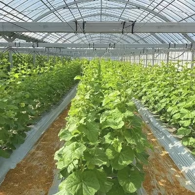 【2024年12月より順次発送】吉川果樹園の徳之島メロンL2玉(専用箱入り)